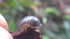Scleropactidae