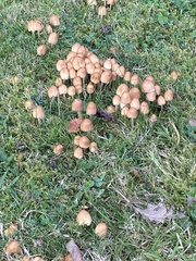 Coprinellus micaceus