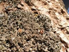 Pleurosticta acetabulum