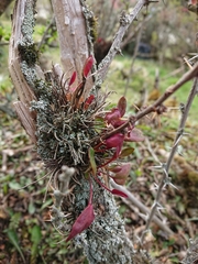 Puccinia magellanica