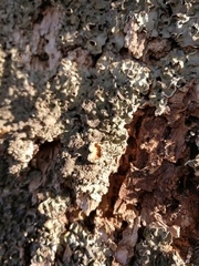 Pleurosticta acetabulum