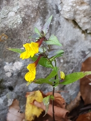 Melampyrum bihariense