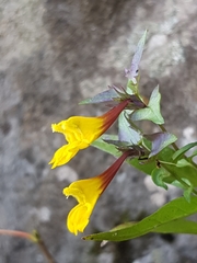 Melampyrum bihariense