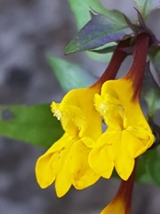 Melampyrum bihariense