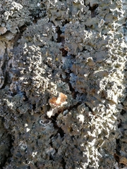 Pleurosticta acetabulum