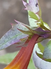 Melampyrum bihariense