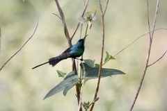 Cinnyris pulchellus pulchellus