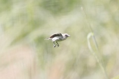 Cinnyris pulchellus pulchellus