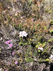 Adenandra rotundifolia