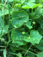 Hydrocotyle bowlesioides