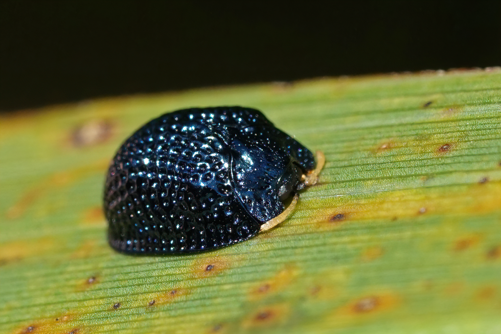 Palmetto Tortoise Beetle