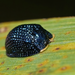 Palmetto Tortoise Beetle - Photo (c) Eridan Xharahi, some rights reserved (CC BY), uploaded by Eridan Xharahi