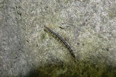 Spinaxytes