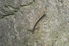 Spinaxytes