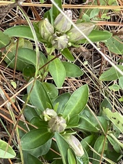 Gentiana villosa