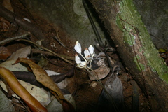 Burmannia