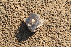 Serrasalmus maculatus