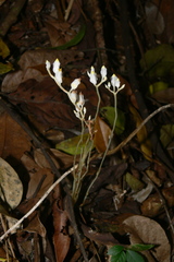 Burmannia