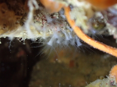 Sarcodictyon catenatum