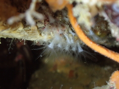 Sarcodictyon catenatum