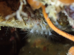 Sarcodictyon catenatum