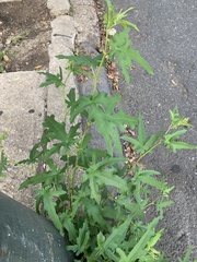 Chenopodium ficifolium