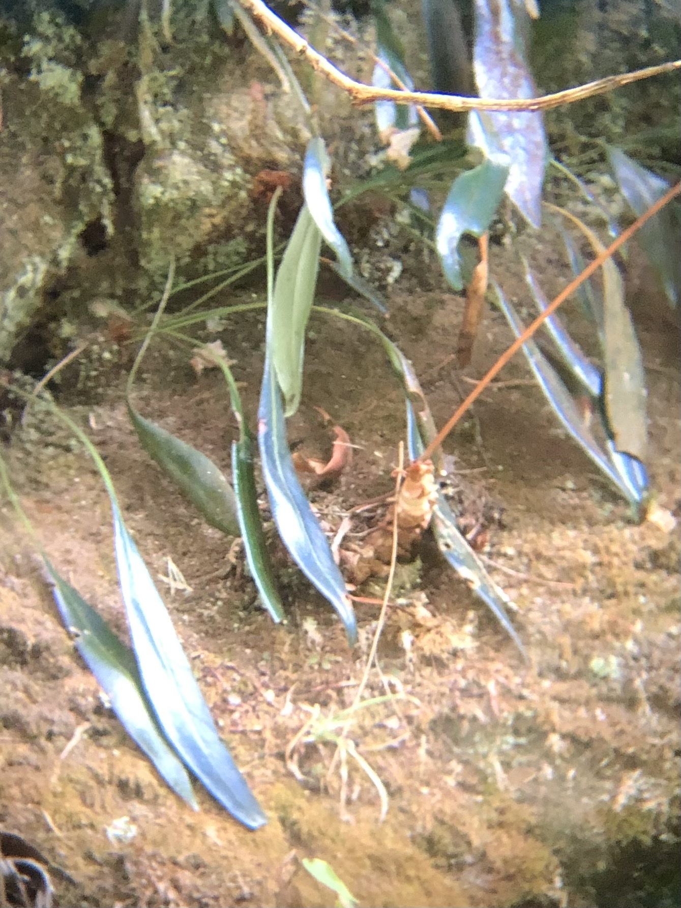 Elaphoglossum metallicum