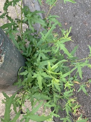 Chenopodium ficifolium
