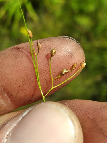 Image of Rhynchospora rariflora by (c) Scott Ward, some rights reserved (CC BY)