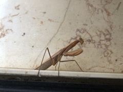 Mantis religiosa religiosa