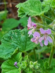 Pelargonium vitifolium