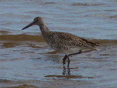 Tringa semipalmata semipalmata