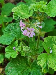 Pelargonium vitifolium