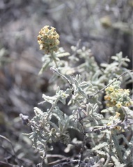 Buddleja utahensis