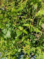 Galinsoga parviflora