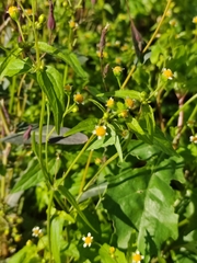 Galinsoga parviflora
