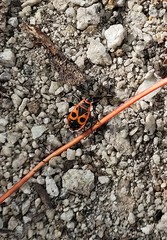 Pyrrhocoris apterus