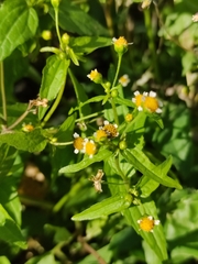 Galinsoga parviflora