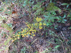 Solidago porteri