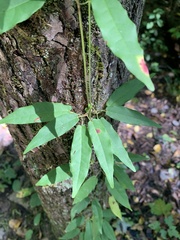 Bignonia