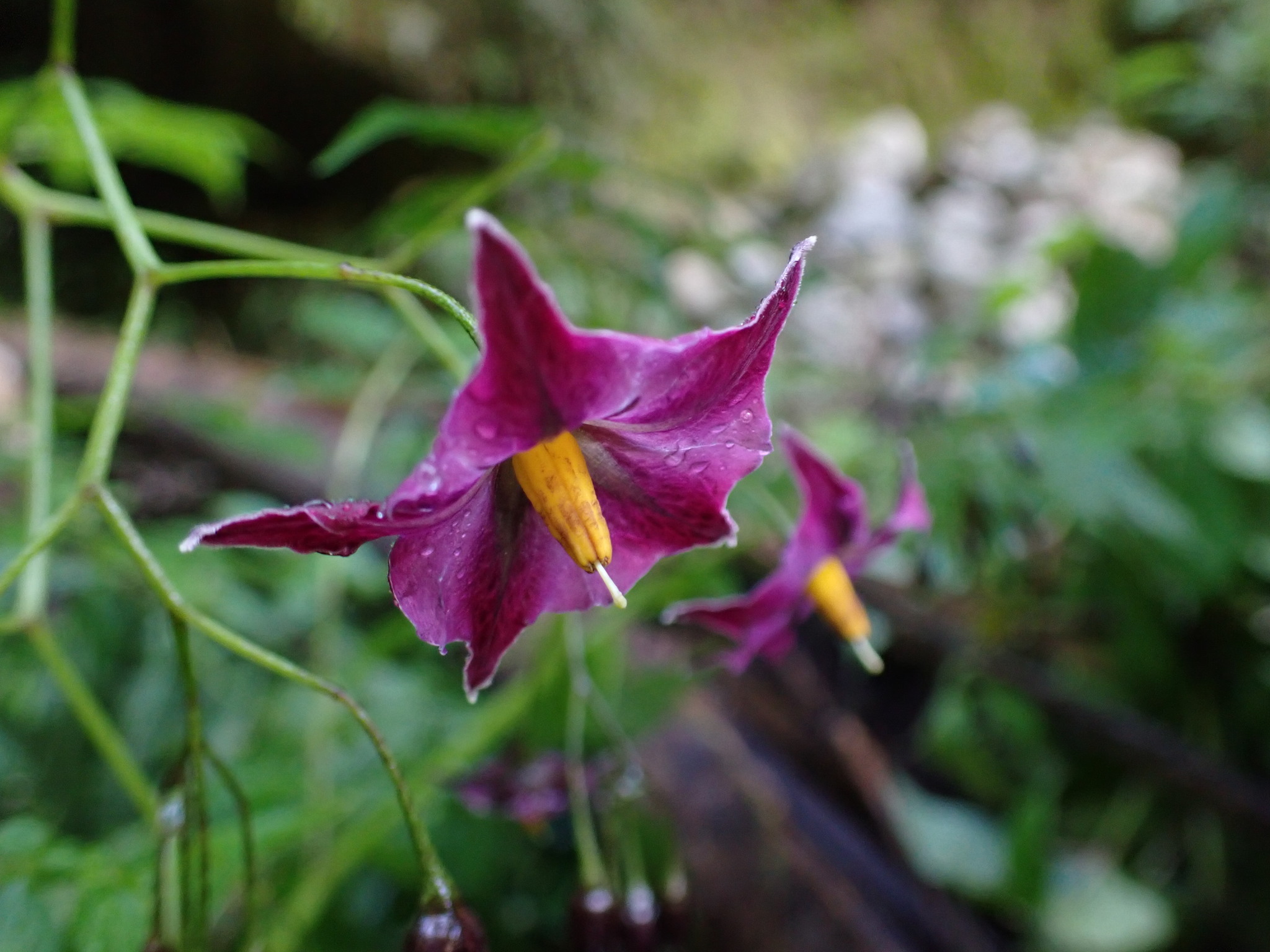 Solanum laxissimum