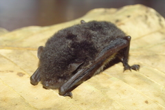 Myotis ater