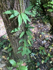 Bignonia