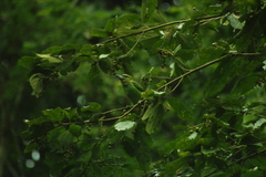 Psilopogon faiostrictus