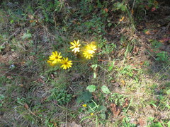 Helianthus silphioides