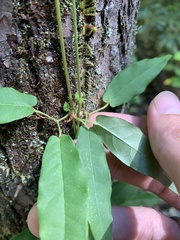 Bignonia