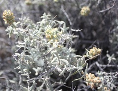 Buddleja utahensis