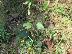 Helianthus silphioides