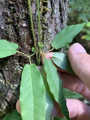 Bignonia