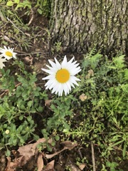 Leucanthemum vulgare